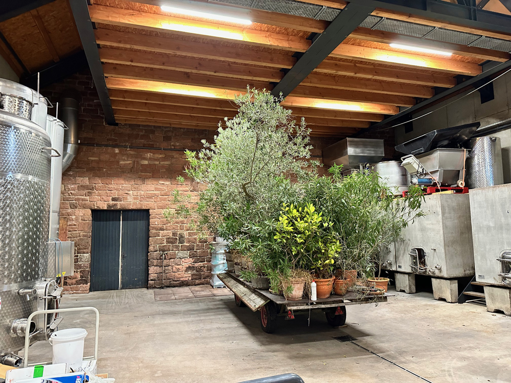 Rudolf Fürst Kelterhaus