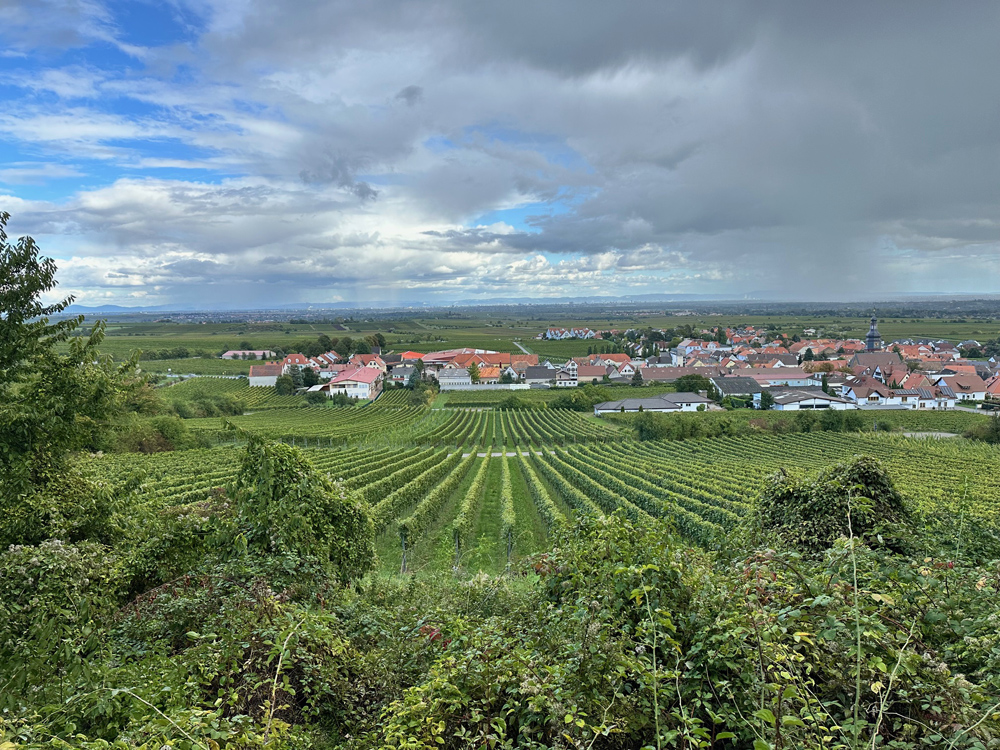Weingut Rings Saumagen