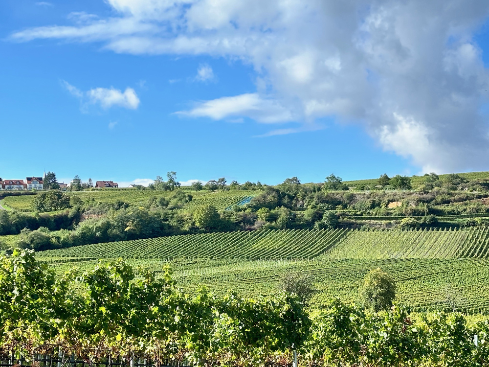 Weingut Rings Weinberg